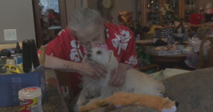 Fletcher’s Keep Senior Dog Foundation helps Okanagan senior’s veterinarian bill - Global News Kingston 2 wp header logo 290