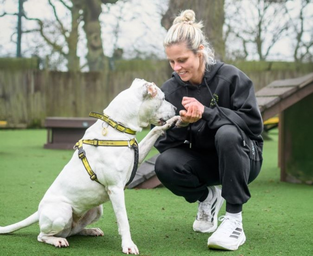Lioness legend Rachel Daly visits Dogs Trust Kenilworth - Nub News 2 wp header logo 308