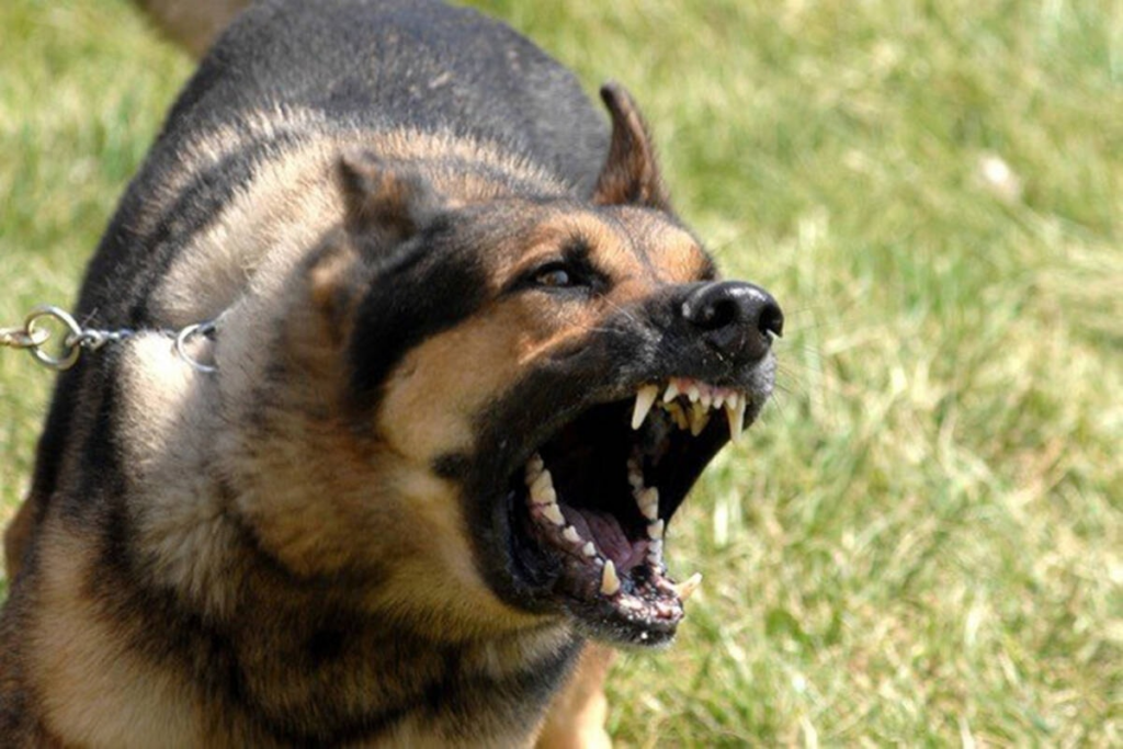 'Isolated incident' with aggressive dog prompts safety tips in Chase - Salmon Arm Observer 2 wp header logo 332