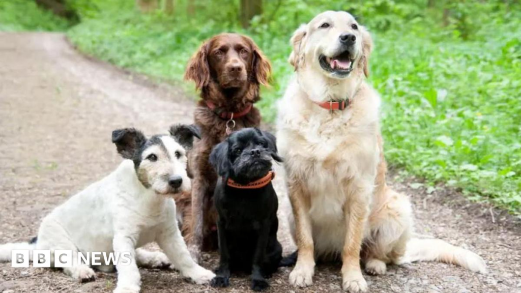 Wakefield dog daycare business challenges ban over barking - BBC 2 wp header logo 337