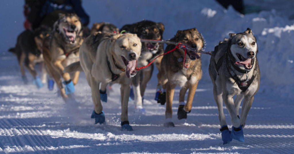 The world's most famous sled dog race is longer than ever. Here's a look at Iditarod, by the numbers - News-Press Now 9 wp header logo 34