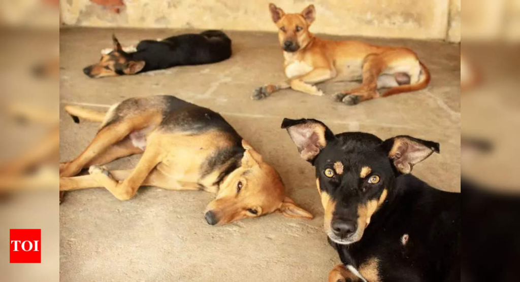 Stray dogs bite 20 Manapparai residents in 2 days - The Times of India 2 wp header logo 348