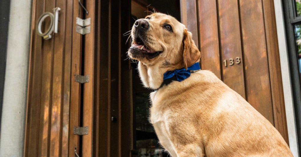 Travel news from Australia and around the world: Dog-cierge Russell joins the team at QT Melbourne - 9Honey Travel 6 wp header logo 36