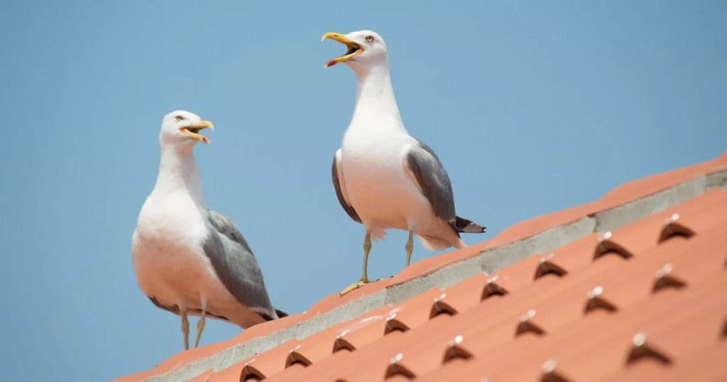Scots town under siege from aggressive seagulls stealing food from people's mouths - Daily Record 2 wp header logo 390