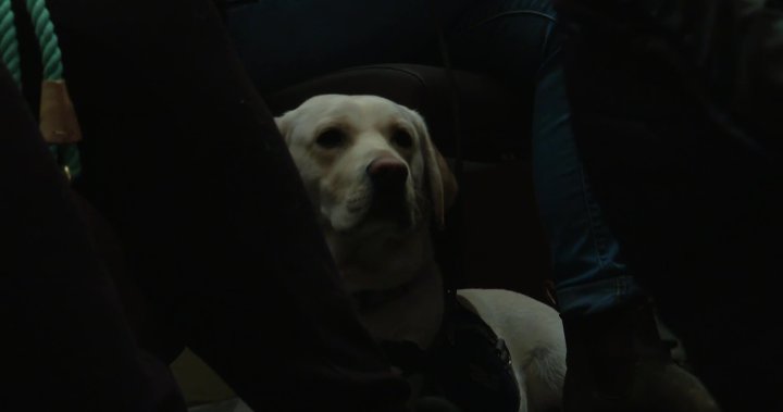 Service dogs in training attend Edmonton Symphony Orchestra rehearsal - Global News Kingston 2 wp header logo 395