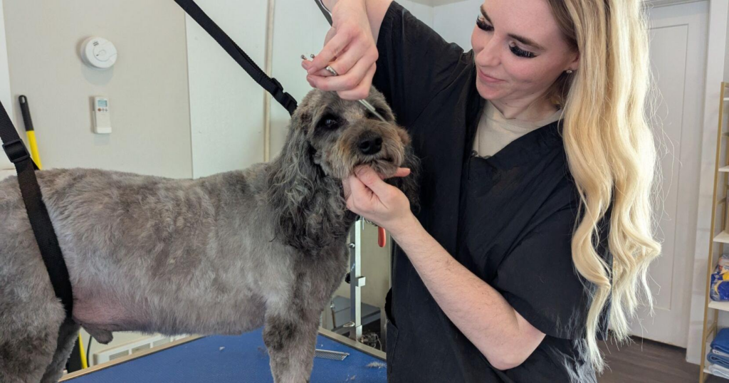 New dog grooming salon in Billings creates a space where pups can feel at home - Billings Gazette 1 wp header logo 41