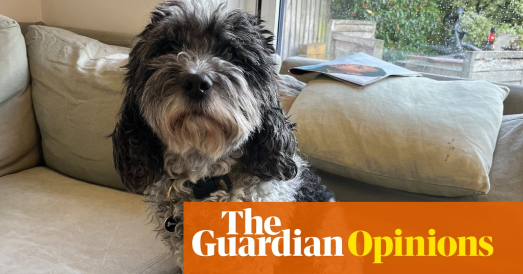 Digested week: Mum has died and my dog has cancer. I skipped World Happiness Day | John Crace - The Guardian 2 wp header logo 418