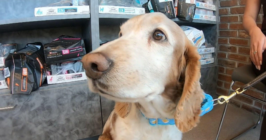 Colorado dog owners, veterinarians hopeful new drug can extend pets' lives - CBS Colardo 2 wp header logo 428