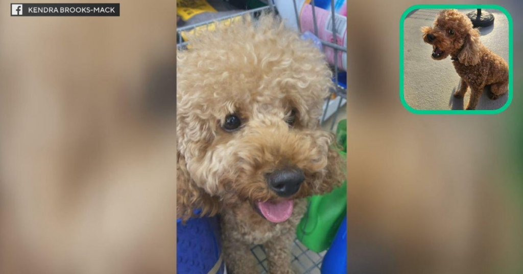 Philadelphia councilmember asks for the public's help with finding missing family dog, Buzz - CBS News 10 wp header logo 460