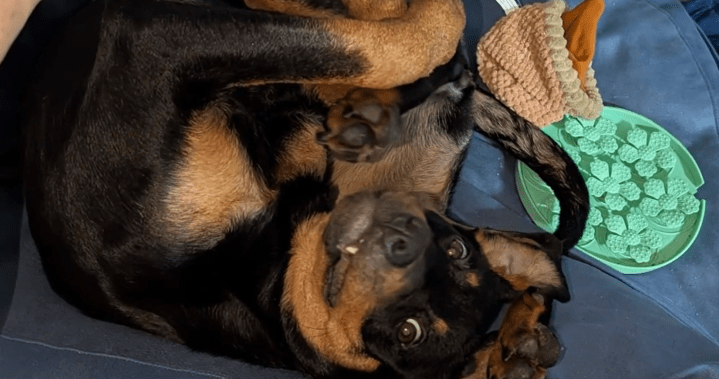 Montreal woman with autism fights to get her emotional support dog back - Global News Kingston 8 wp header logo 462