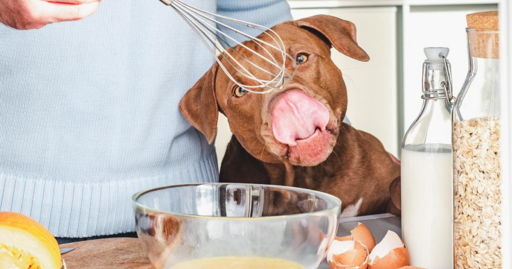 The perfect pancake for dogs as vet issues health warning to pet owners - South Wales Argus 2 wp header logo 63