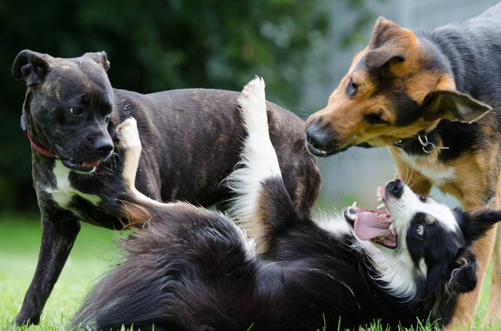 Humans Struggle to Identify Aggression in Dogs, Other Humans - mpg.de 14 wp header logo 71