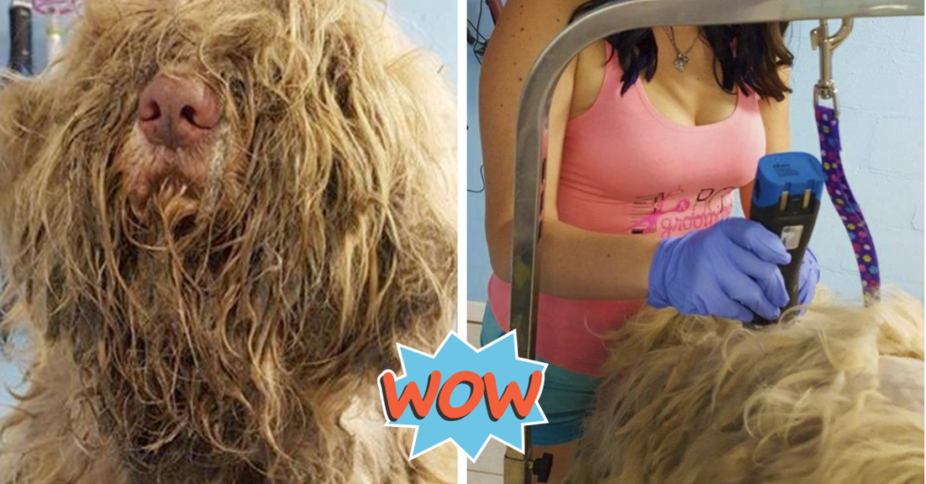 Dog Groomer Opened Shop In Middle Of Night To Give 'Stray Dog' Haircut, Found Beauty Beneath Matted-Fur - iHeartDogs.com 1 wp header logo 79