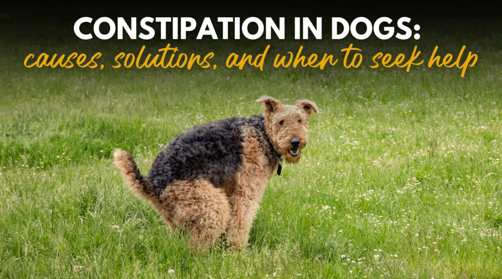 Constipation in Dogs Causes Solutions and When to Seek Help