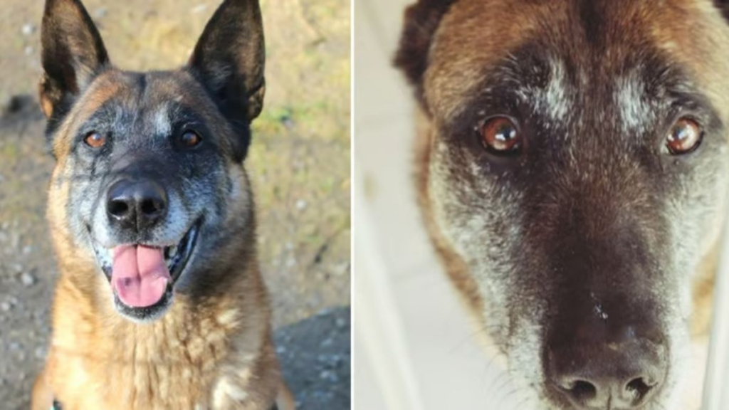 After 4 years in the shelter, this dog still greets every visitor with his gentle eyes, hoping in vain. - Stewartville Star 8 wp header logo 126