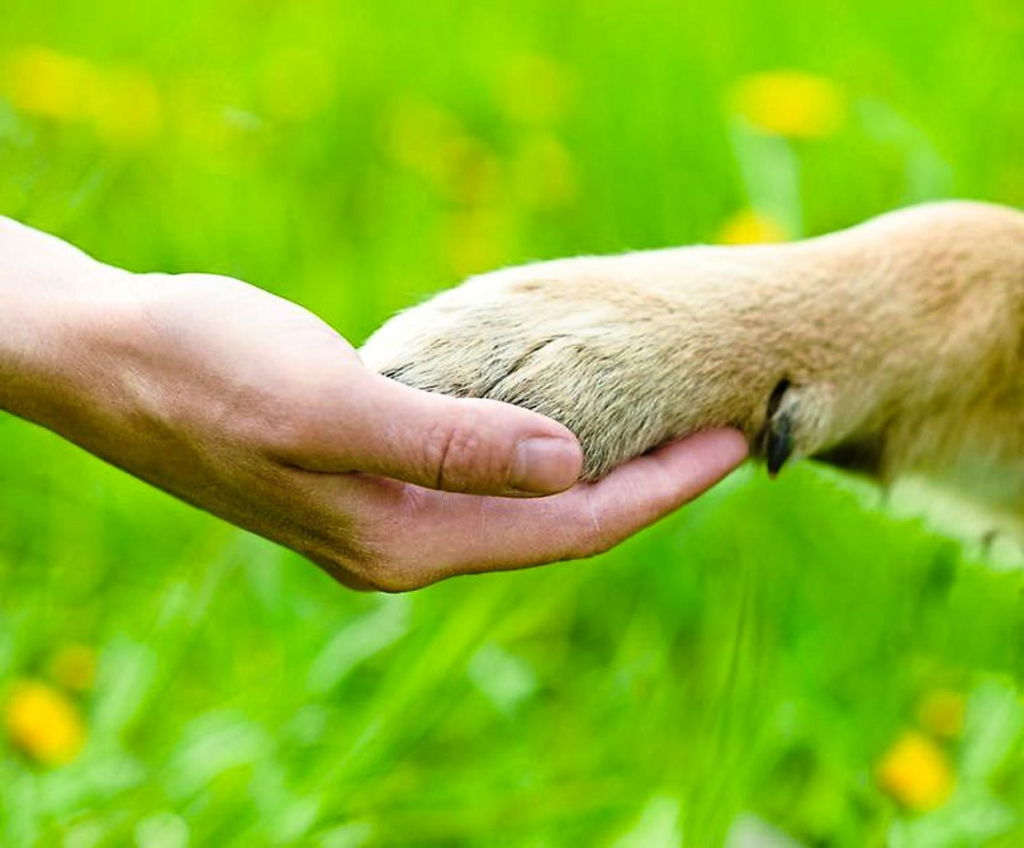 Promoting responsible pet ownership - The Star 3 wp header logo 131