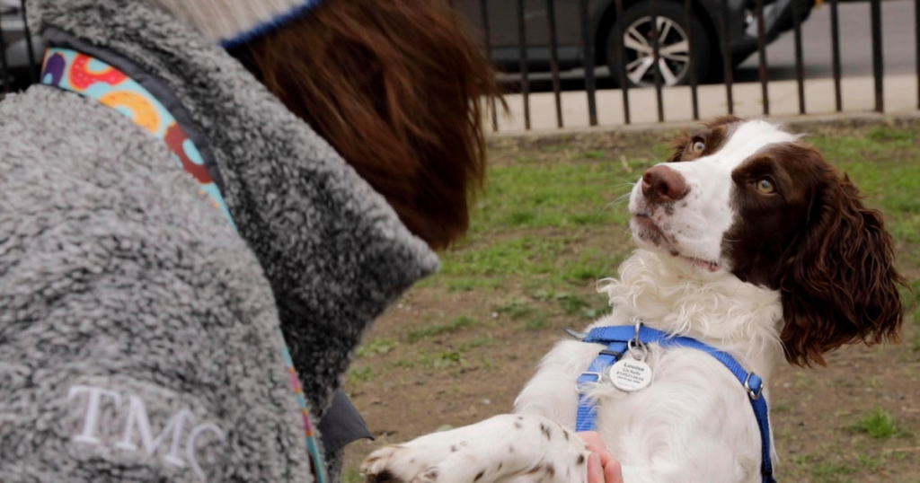 Pit bulls are aggressive, while Labs are friendly? Your dog's breed actually has little to do with its behavior, study finds - cbsnews.com 10 wp header logo 154