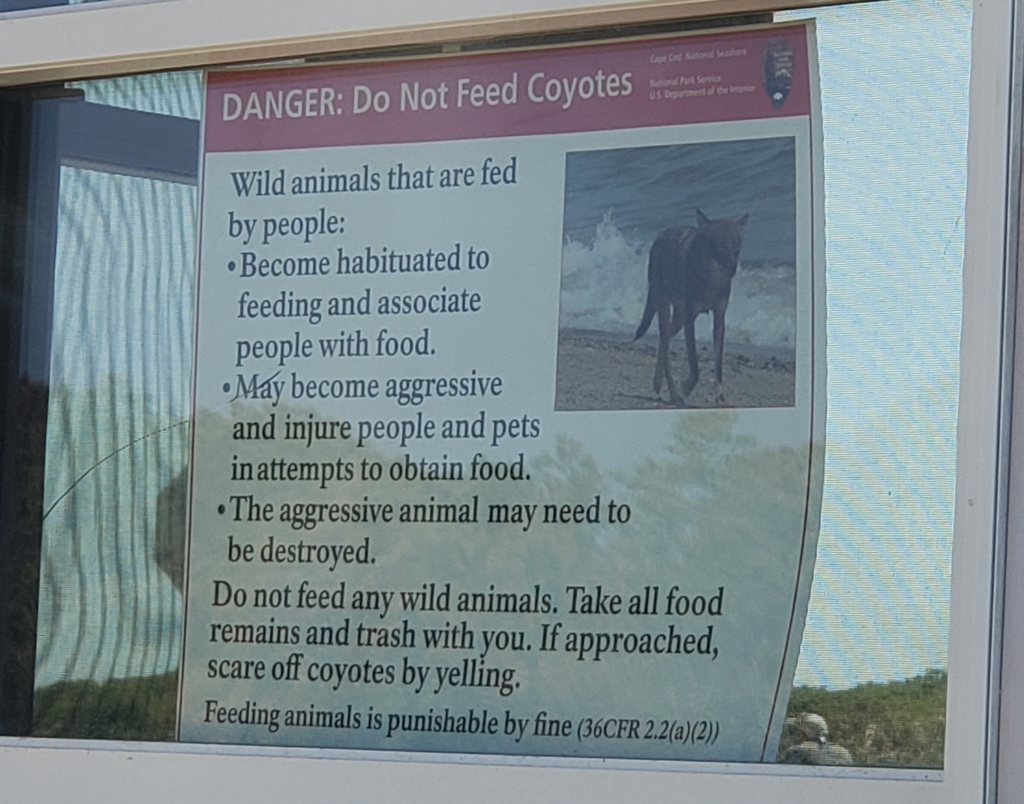 National Park officials again plead for people NOT to feel wild animals after aggressive coyote has to be put down - CapeCod.com 10 wp header logo 175