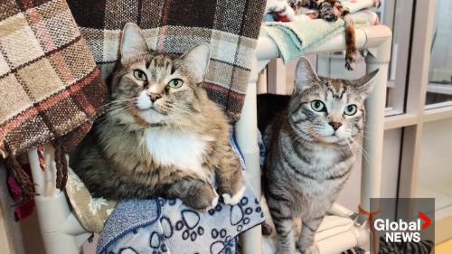 Adopt A Pet: Bonded pair Gizmo and Michael - Global News 4 wp header logo 190