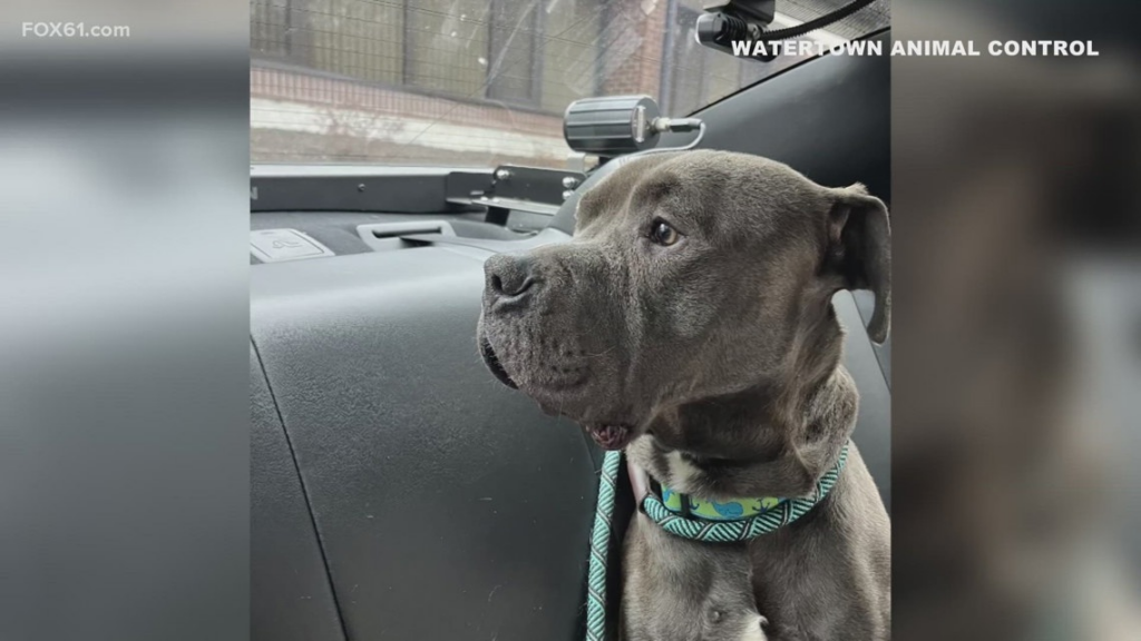 Connecticut community is rallying to help abandoned dog Eddie find new home - fox61.com 1 wp header logo 261