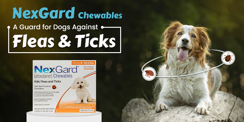 CanadaVetCare Blog Is NexGard Chewables Safe For Dogs