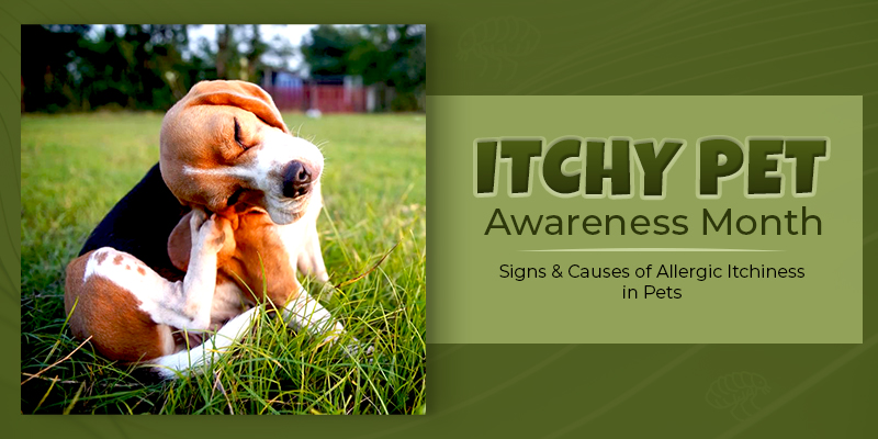 CanadaVetCare auguest Is Itchy Pet Awareness