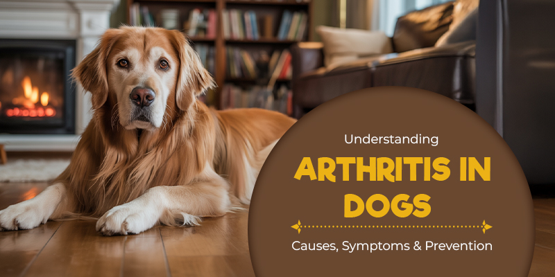 CanadaVetCare Blog All About Arthritis in Dogs