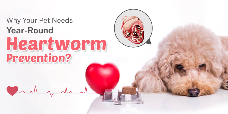 CanadaVetCare Blog Why Your Pet Needs Year Round Heartworm Prevention