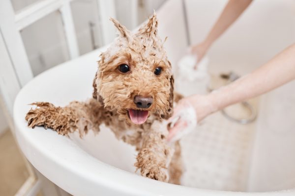 Cute puppy enjoying a bath SeventyFour Shutterstock 600x400 1