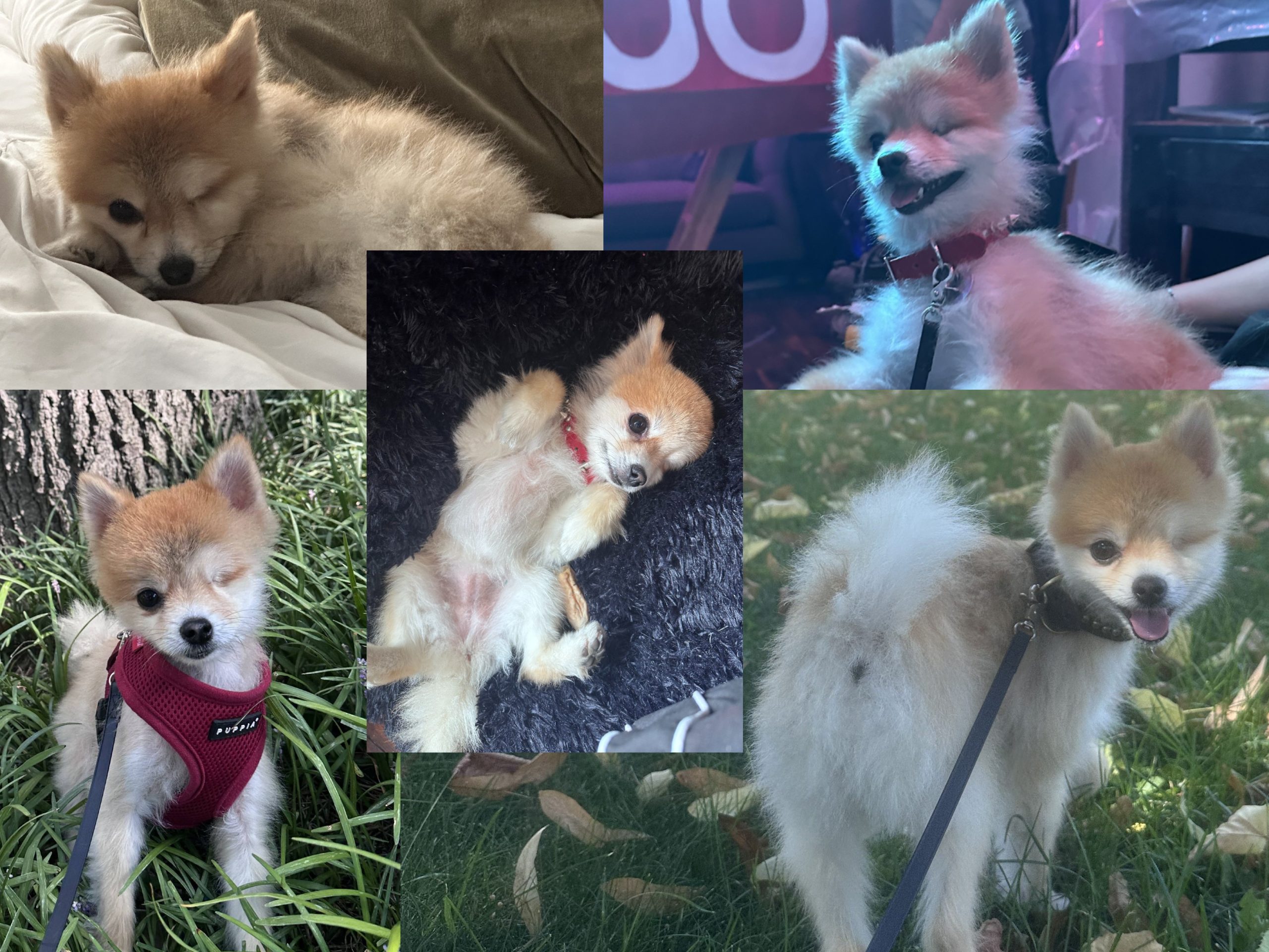 Edie's Adoption Glow Up