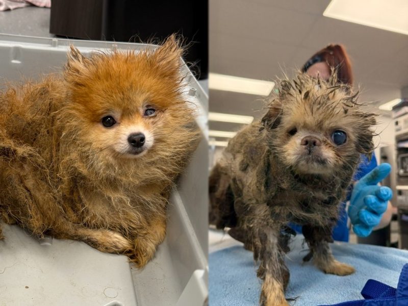 Igor Edie 1 800x600 1