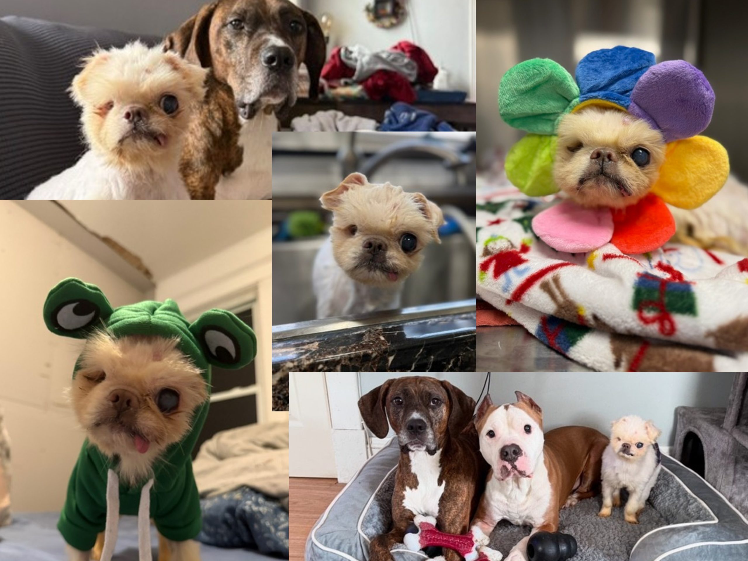 Igors Adoption Glow UP