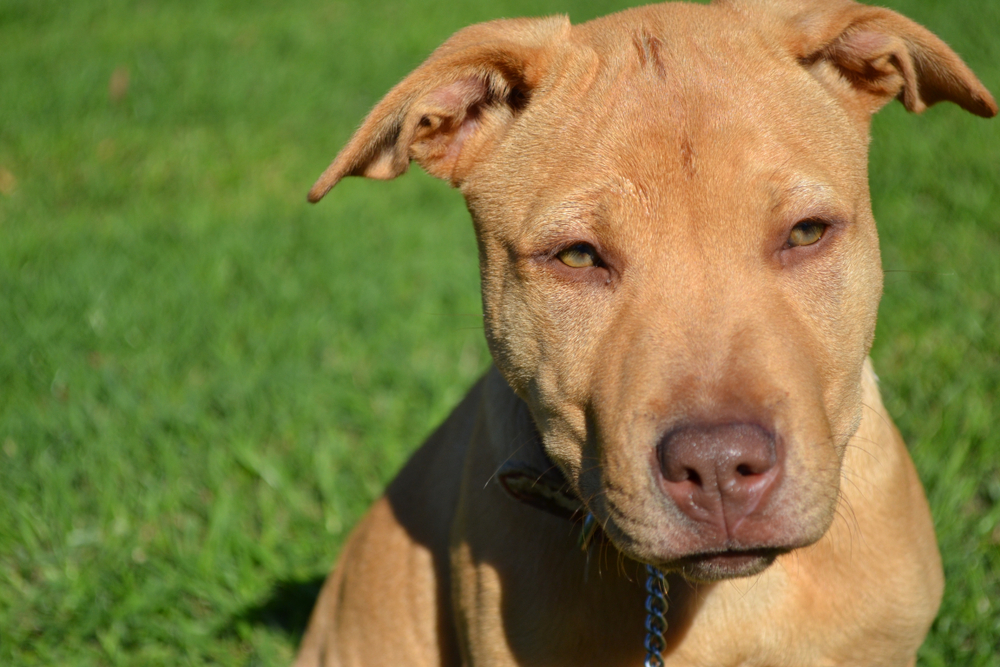 Shar Pei Pitbull mixed breed dog