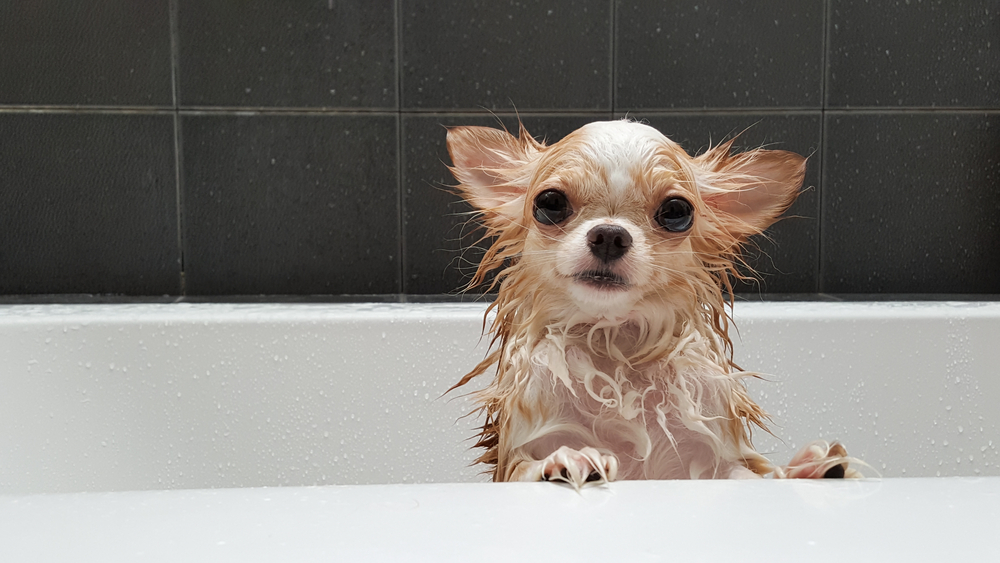 chihuahua during a bath at a tub