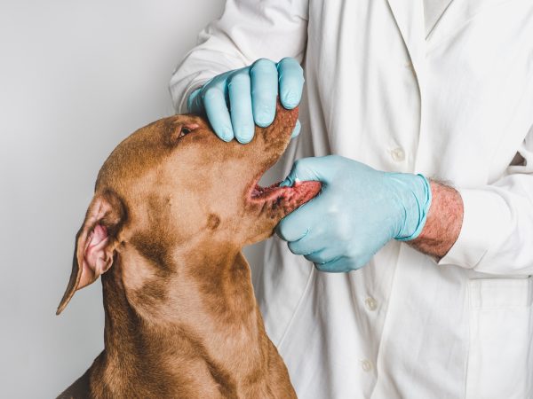 doctor checking pit bulls teeth SvetikovaV Shutterstock 600x450 1