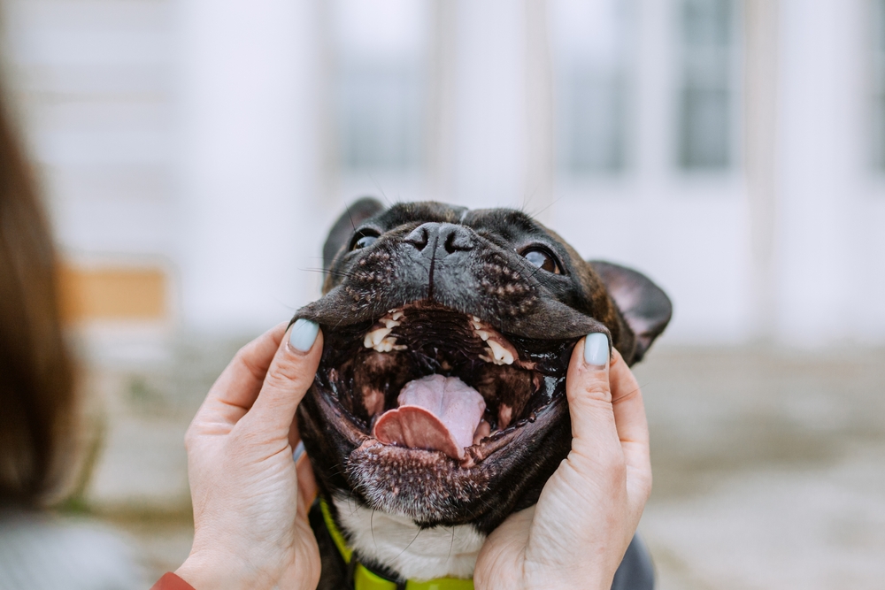 Vets Say This Common Dog Mistake Could Hurt Their Health – Why You Should Brush Your Dog’s Teeth Today 7 french bulldog with mouth open showing its teeth