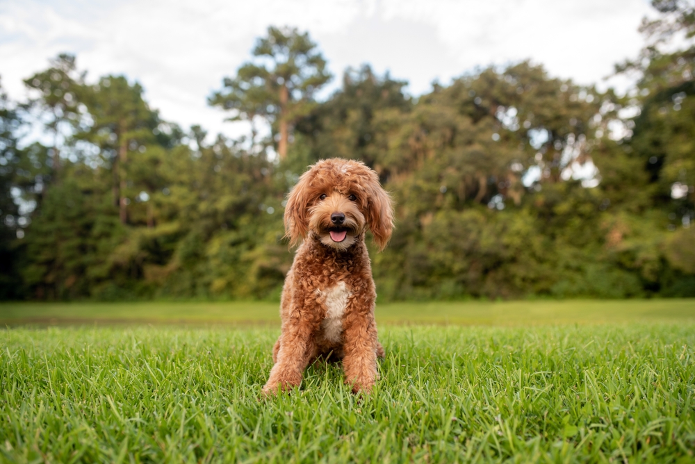 mini goldendoodle dog sitting on grass