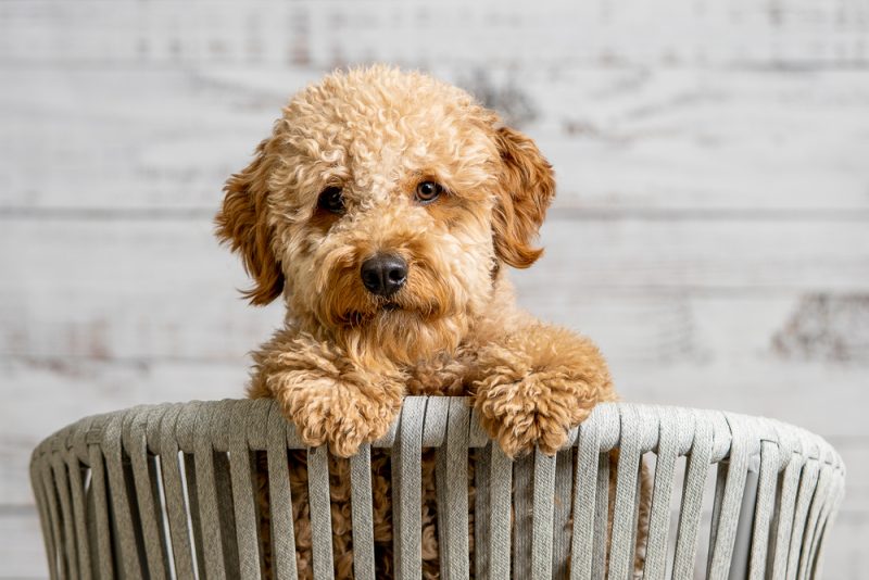 mini goldendoodle puppy dog SoySendra Shutterstock 800x534 1