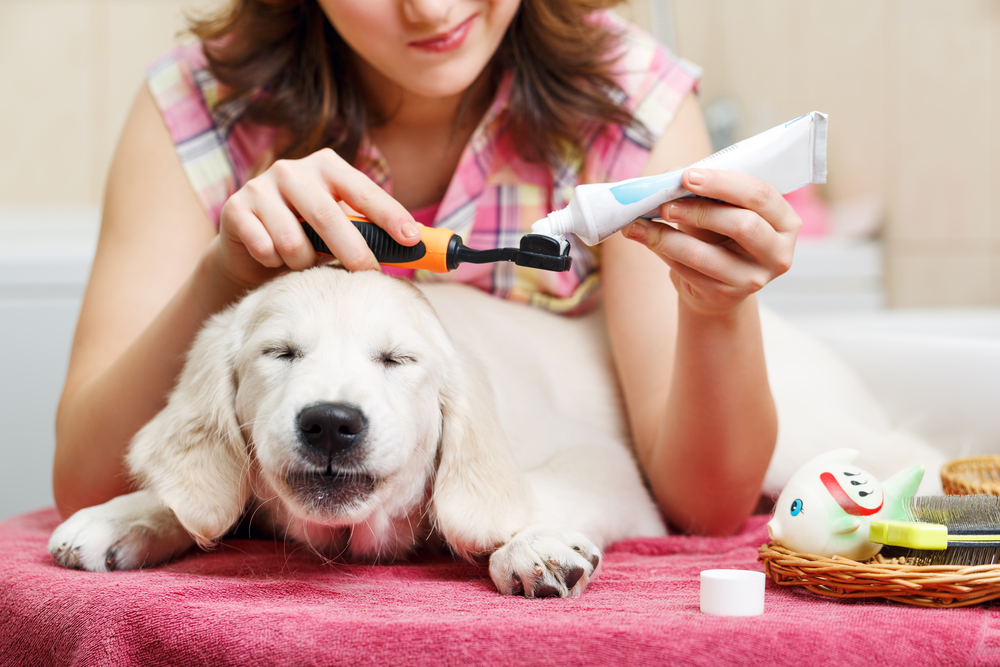 Vets Say This Common Dog Mistake Could Hurt Their Health – Why You Should Brush Your Dog’s Teeth Today 5 owner is cleaning teeth of retriever puppy after shower