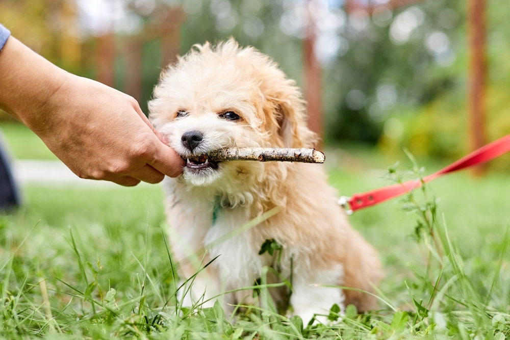 Vets Say This Common Dog Mistake Could Hurt Their Health – Why You Should Brush Your Dog’s Teeth Today 8 owner-of-the-dog-gives-a-stick-in-the-teeth-of-a-Maltipoo-puppy