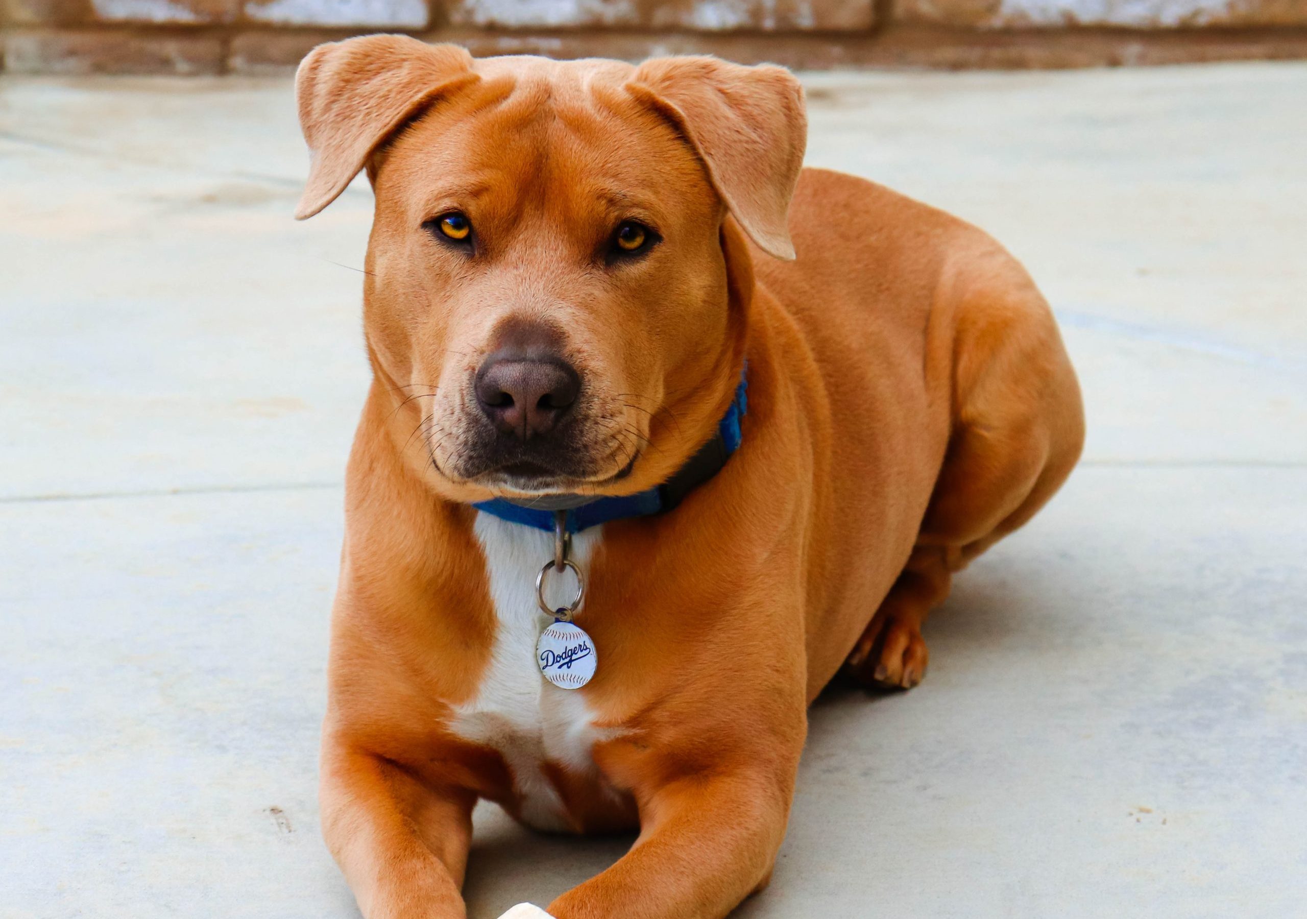 pitbull and golden retriever mixed breed