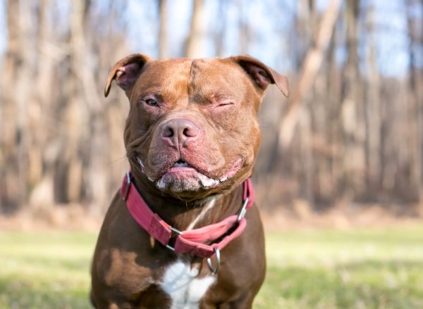 red and white pitbull Mary Swift Shutterstock 600x439 1