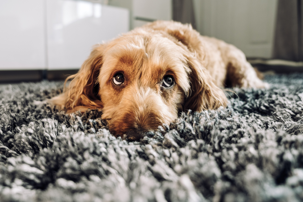 The Rise of the Pet-Nup – Insanity or Common Sense? 4 sad or sick dog on a rug