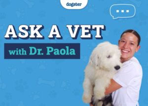 Ask a Vet w Dr Paola 800x571 1
