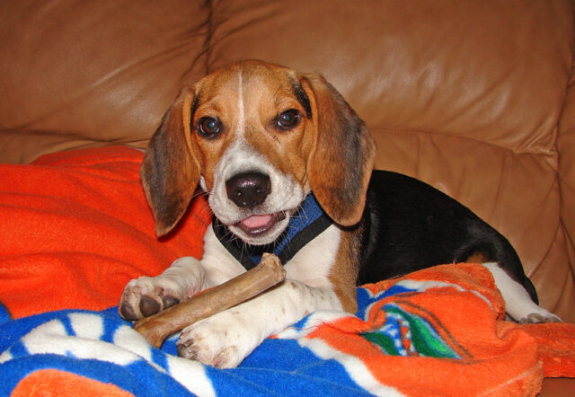 Beagle eating best raw dog food.