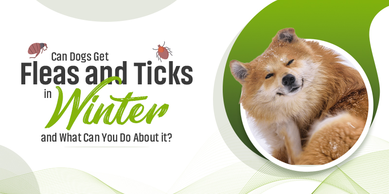 CanadaVetCare Blog Can dogs get Fleas and Ticks in the winter
