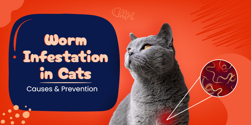 CanadaVetCare Blog Worm Infestation in Cats