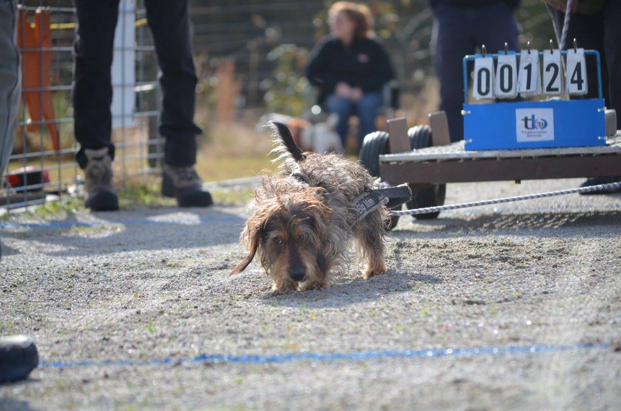 Dog Weight-Pulling – Enrichment or Exploitation 4