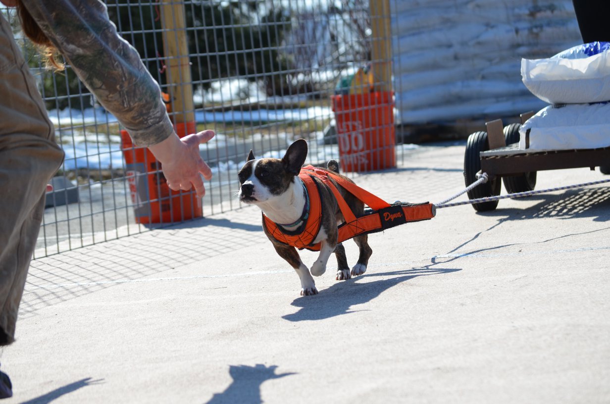 Dog Weight-Pulling – Enrichment or Exploitation 6