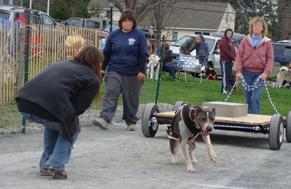 Dog Weight-Pulling – Enrichment or Exploitation 7
